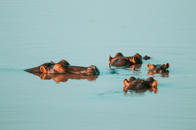 Hippos